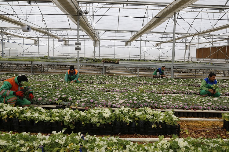 �ahinbey Kendi �i�eklerini Yeti�tiriyor