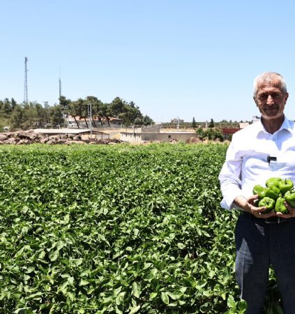Bakanmz iftilerle Tarlada Patlcan, Biber Toplad