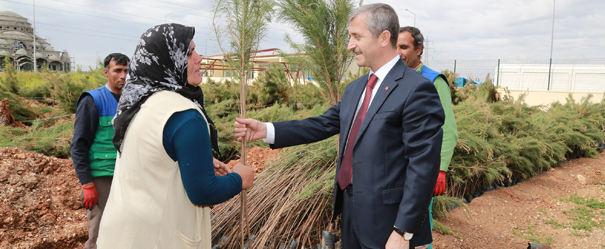 �ahinbey Gaziantep�i Ye�illendiriyor