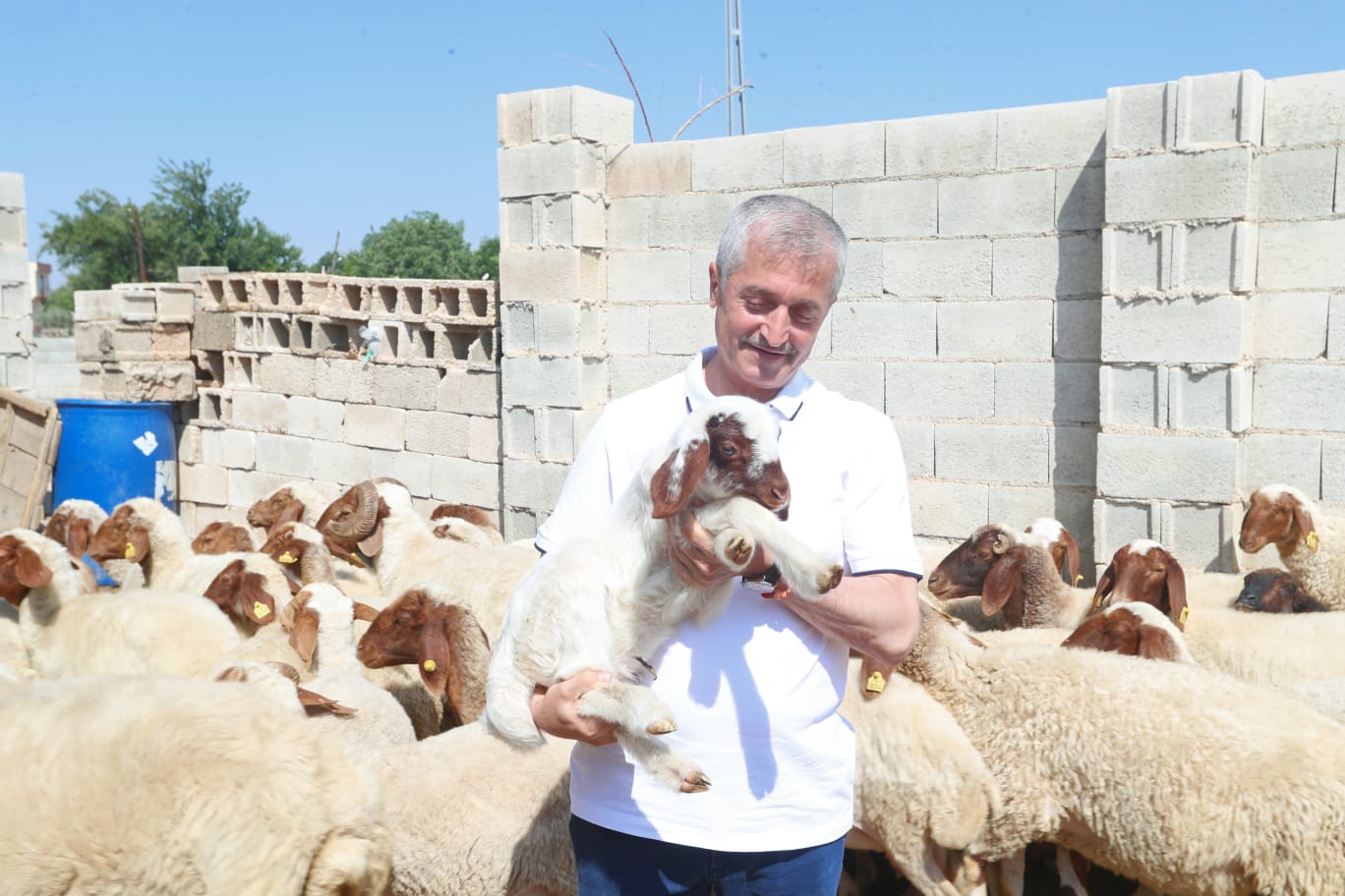 ahinbey Belediyesi le Hayvanclk Geliiyor