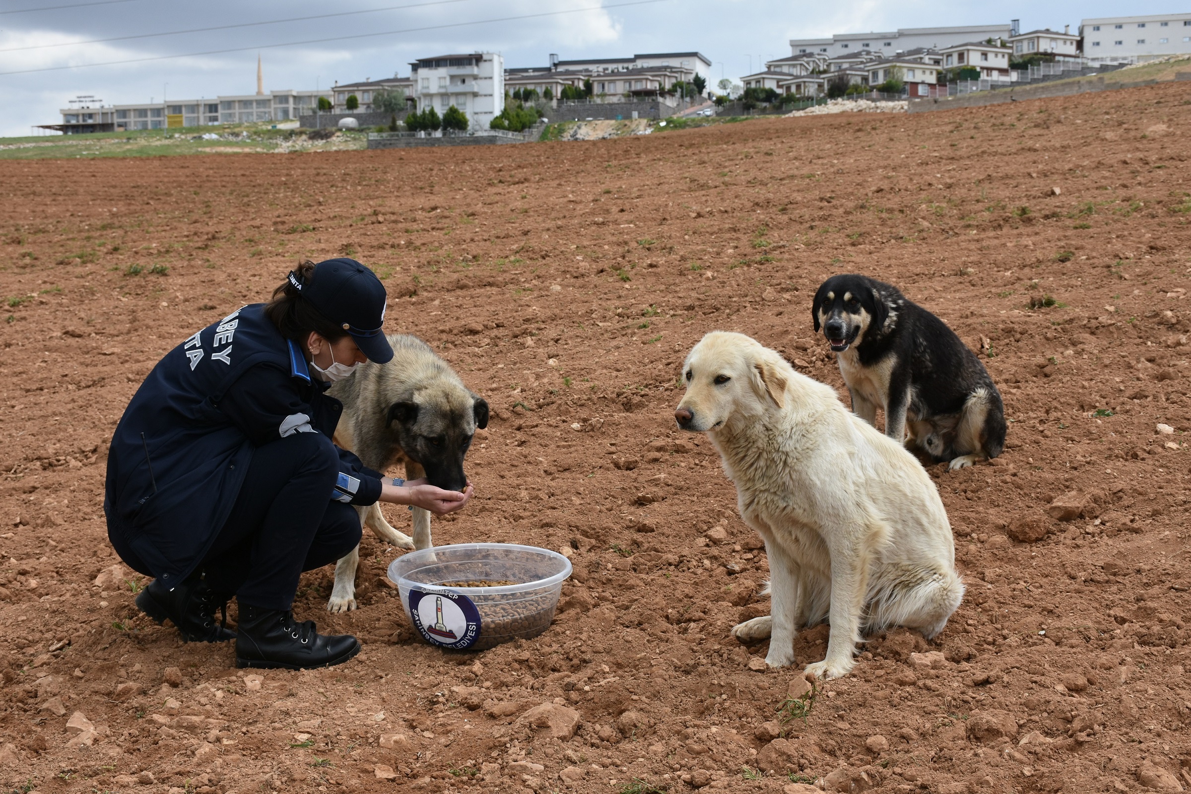 Sokağa Çıkma Yasağında Sokak Hayvanlarını Unutmadık