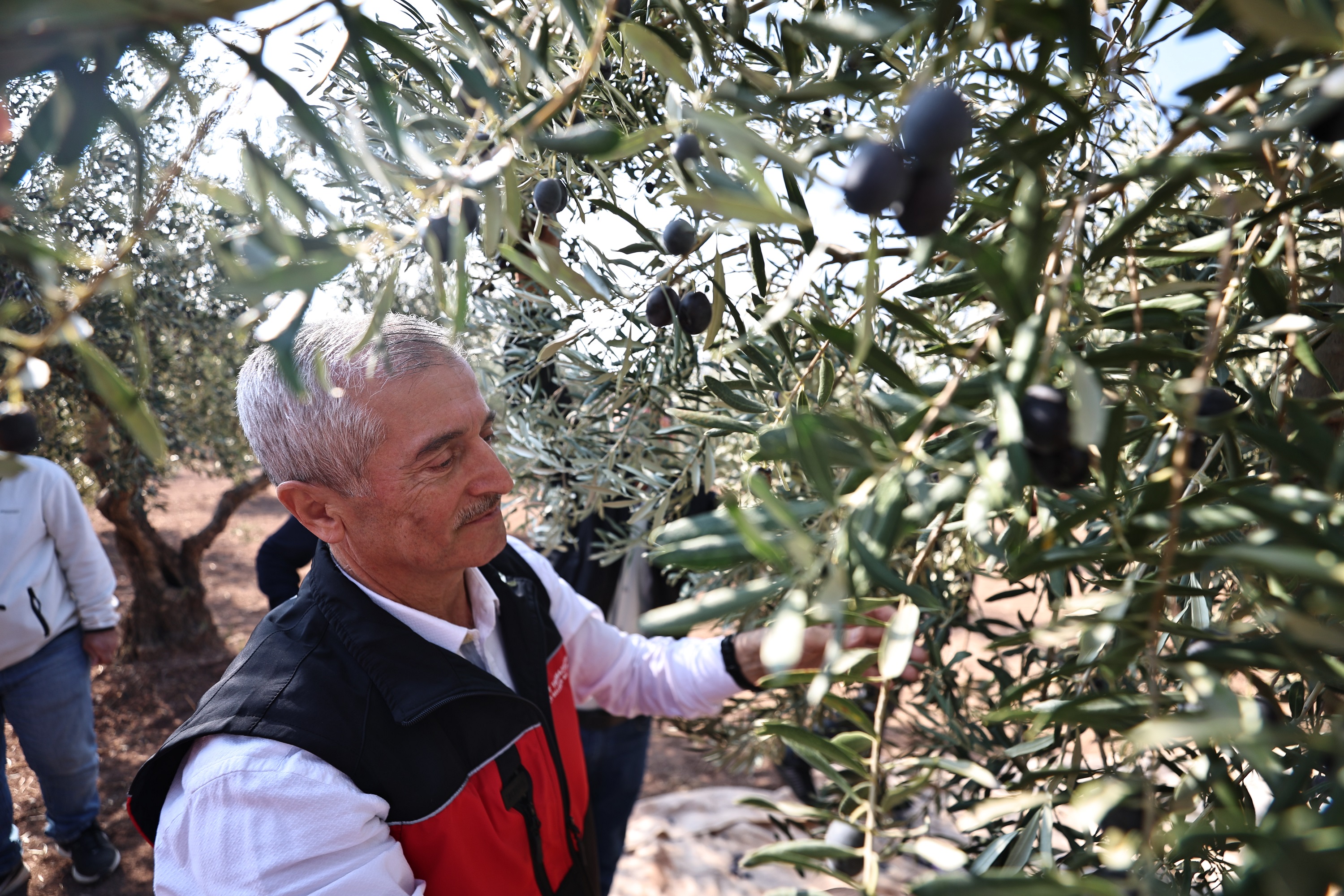 Bakanmz Zeytin Hasadna Katld