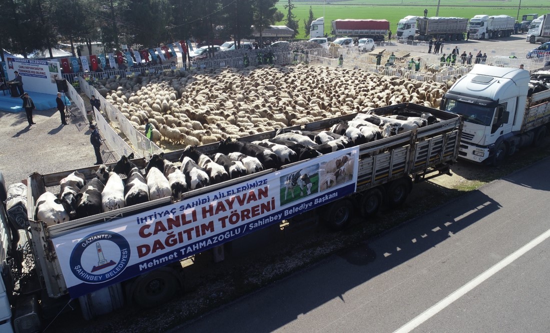 Hayvancılarımıza Canlı Hayvan Desteği